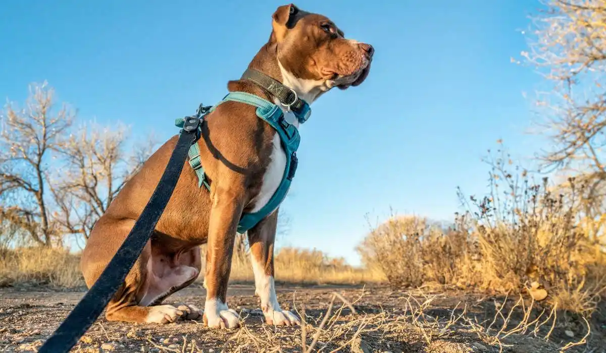 7 Best No Pull Harnesses for Dogs to Keep Your Pup Walking in Style