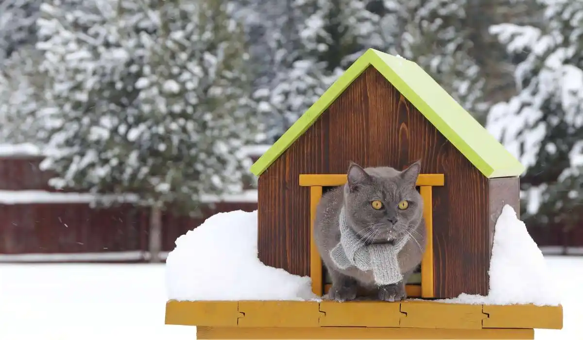 5 Best Outdoor Cat Houses for Your Feline Friend's Ultimate Comfort and Shelter