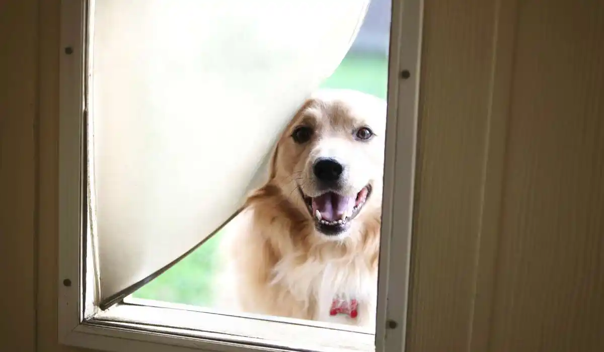 5 Best Pet Doors for Easy Access and Happy Pets