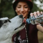 6 Best Portable Dog Water Bottles for Hydrating Your Pup on the Go