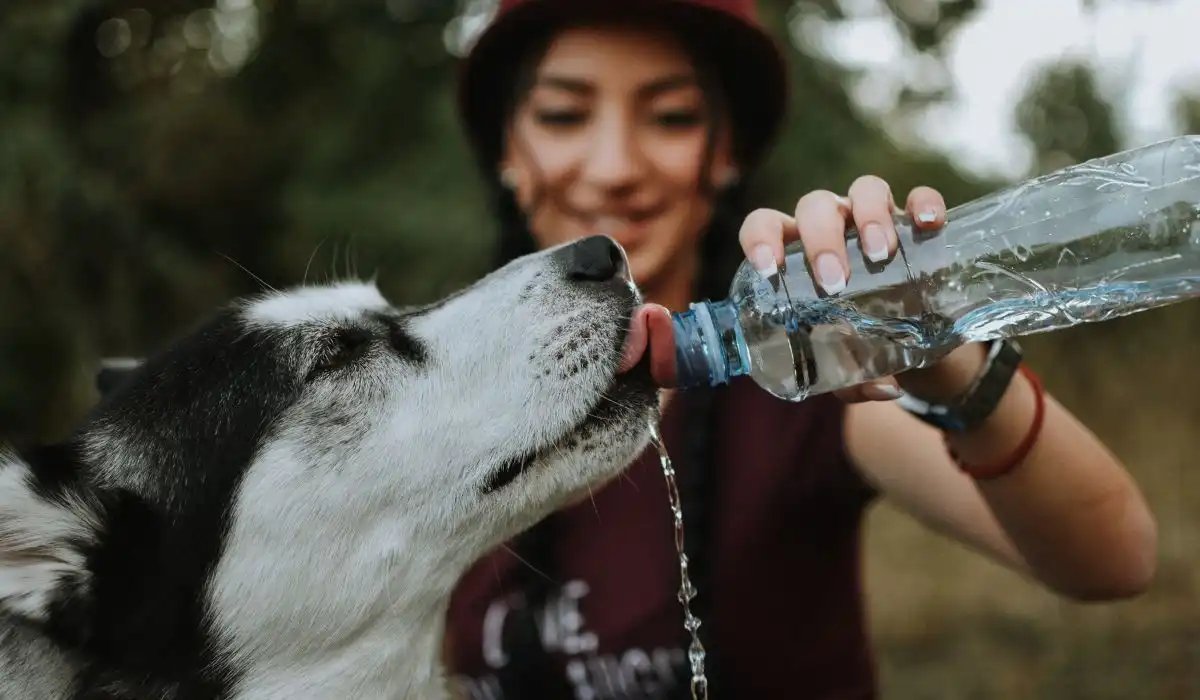 6 Best Portable Dog Water Bottles for Hydrating Your Pup on the Go