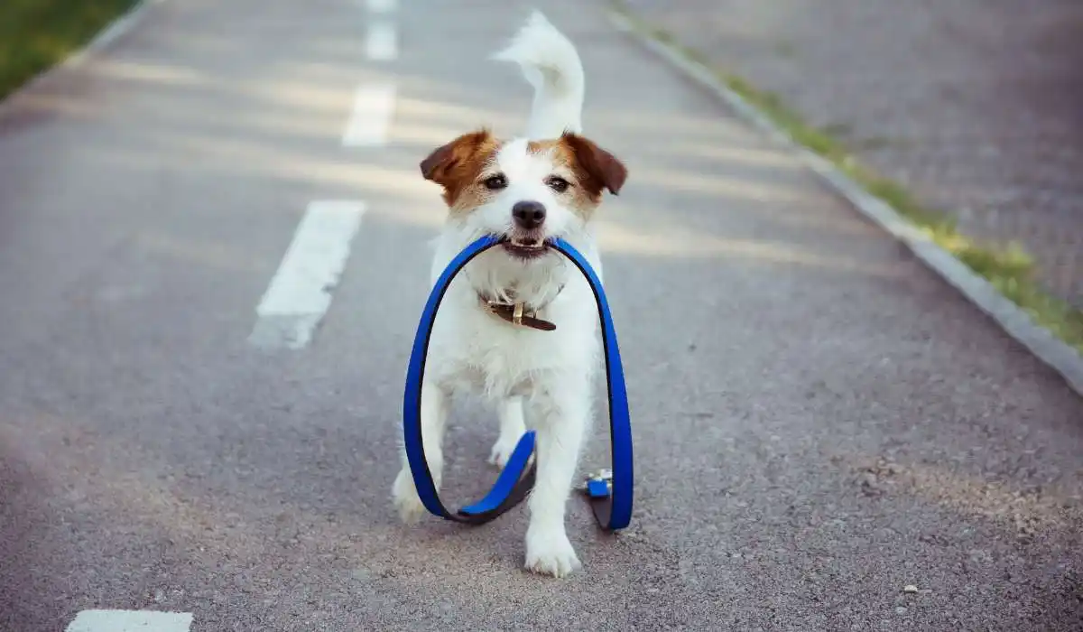 5 Best Retractable Dog Leashes Every Pet Owner Needs to Consider
