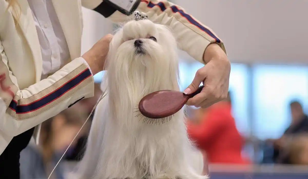 4 Best Steam Pet Brushes for Grooming Your Furry Friend in Style