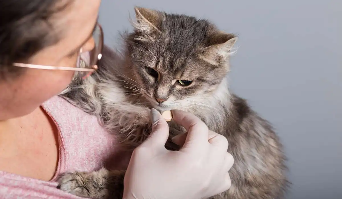 Can Cat Eat After Deworming