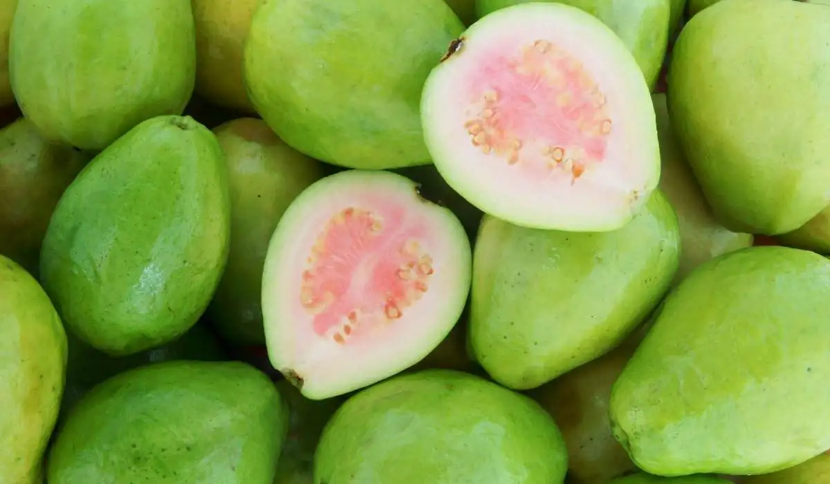 Can Cat Eat Guava