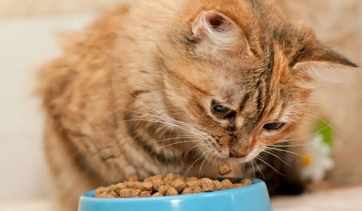 Can Cat Eat Just Dry Food