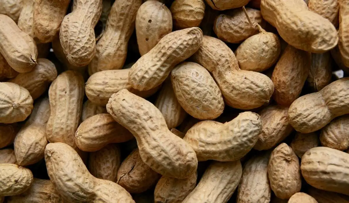 Can Cats Eat Peanut