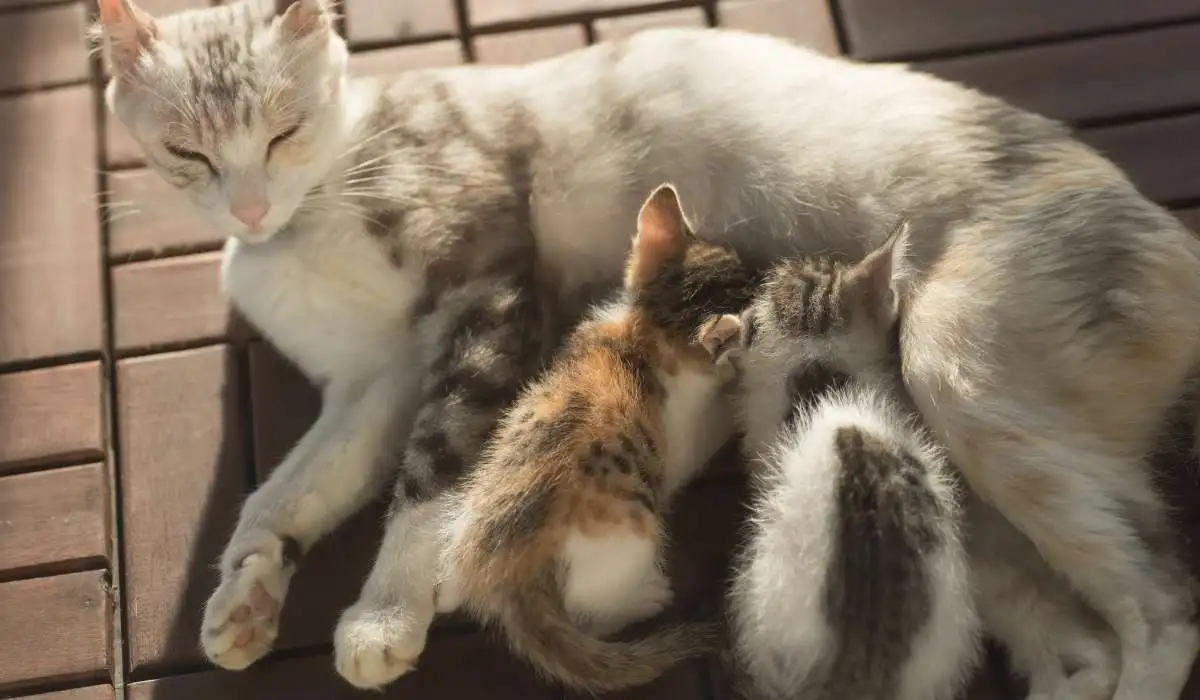 Do Cats Remember Their Mothers