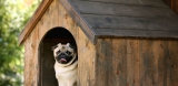 How to Waterproof a Dog House