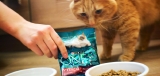 How to Feed Freeze Dried Cat Food