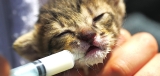 How to Syringe Feed a Cat