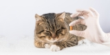 How Long Will a Cat Have Diarrhea After Deworming