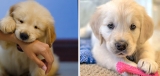 How to Train a Golden Retriever Puppy Not to Bite