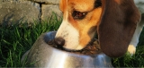 What Kind of Dog Food is Best for Beagles
