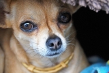 Best Dog Brush for Short Hair Chihuahua